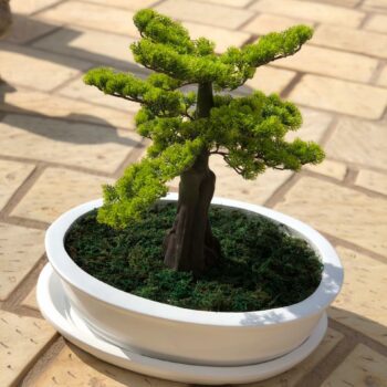 Prestigieux cache pot bonzaï:CP27