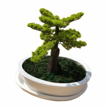 Prestigieux cache pot bonzaï:CP27